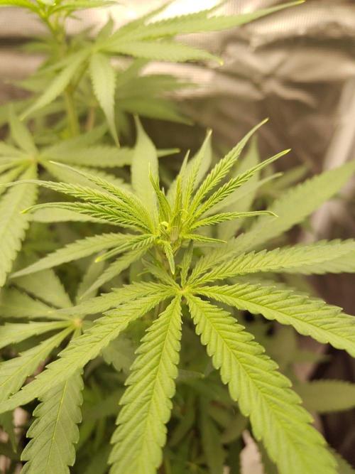 Choclate Rainbow XXL - Sensi Seeds. Week 6