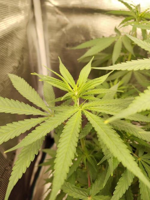 Choclate Rainbow XXL - Sensi Seeds. Week 6