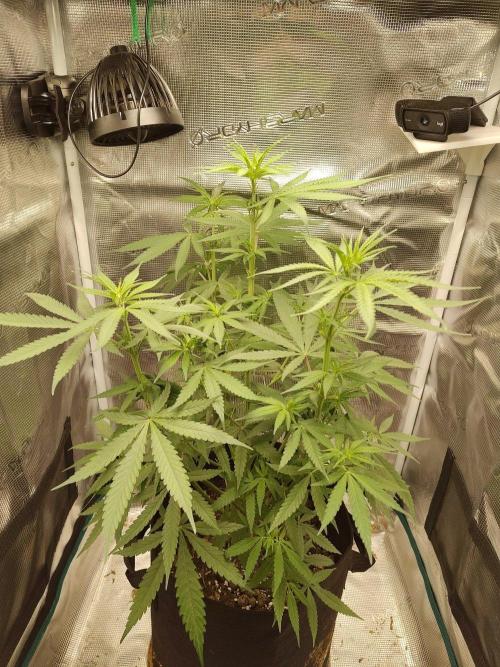 Choclate Rainbow XXL - Sensi Seeds. Week 6
