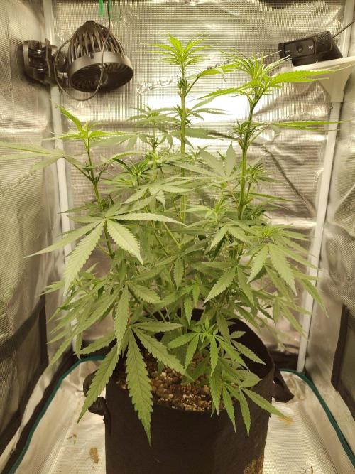 Choclate Rainbow XXL - Sensi Seeds. Week 6