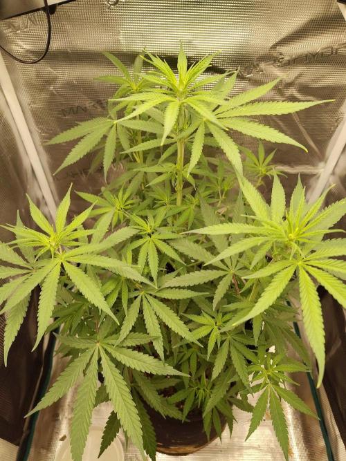 Choclate Rainbow XXL - Sensi Seeds. Week 6