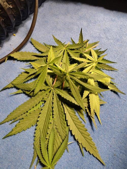 Choclate Rainbow XXL - Sensi Seeds. Week 6