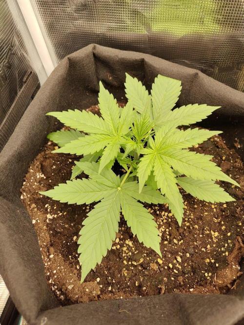 Sensi Seeds - Sticky Orange XXL Auto. Week 2