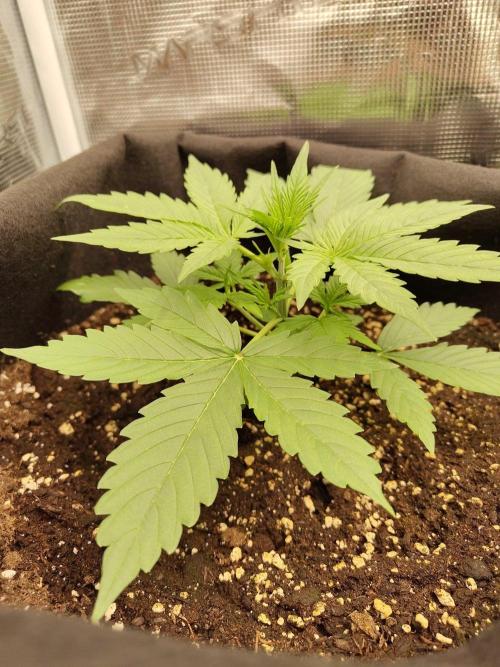 Sticky Orange XXL Auto. Week 2