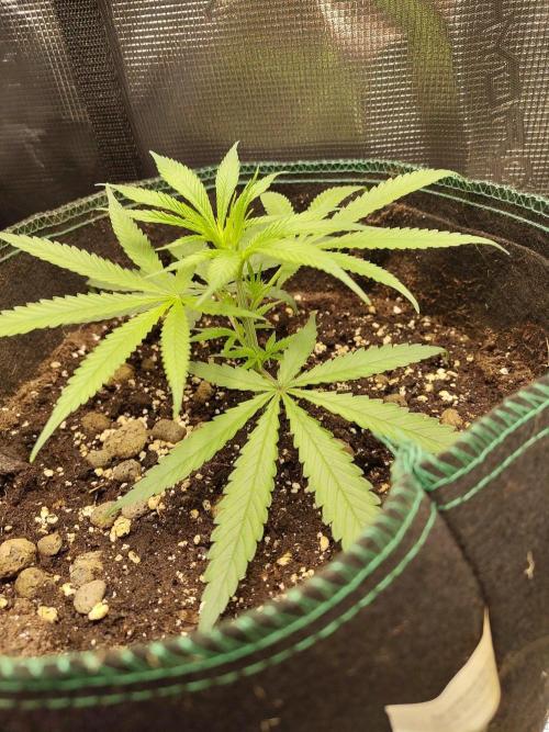 Choclate Rainbow XXL cutlings. Week 3