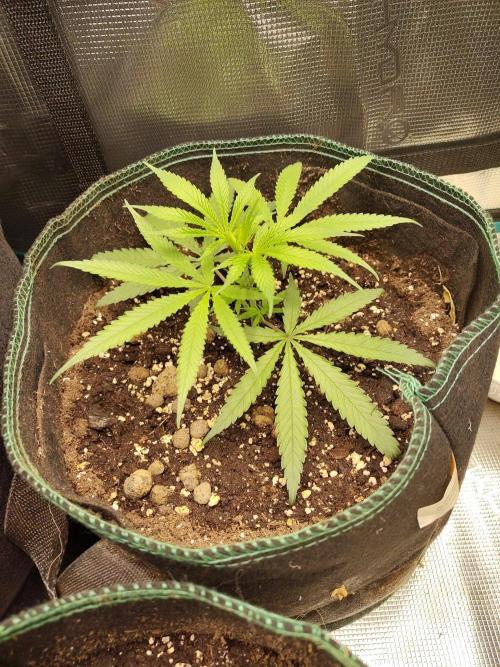 Choclate Rainbow XXL cutlings. Week 3