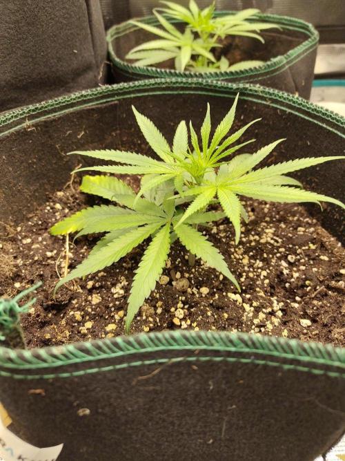Chocolate Rainbow XXL. Week 3