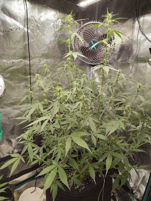 White Diesel Haze Automatic. Week 5