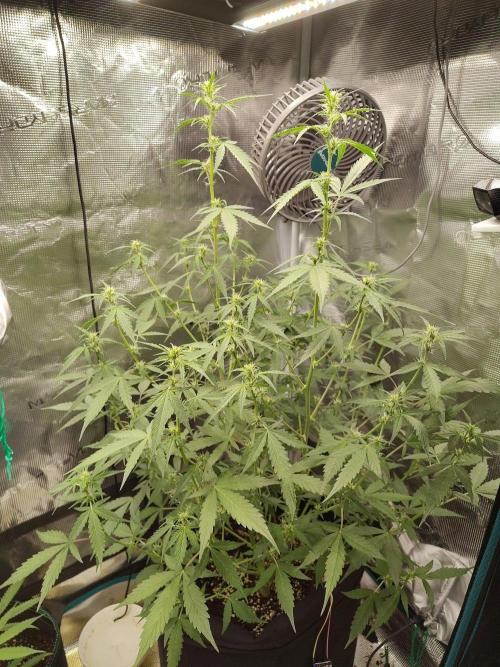White Diesel Haze Automatic. Week 5