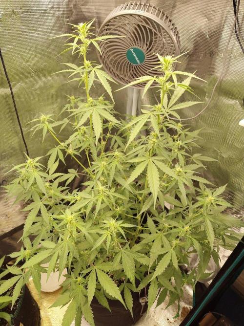 White Diesel Haze Automatic. Week 5
