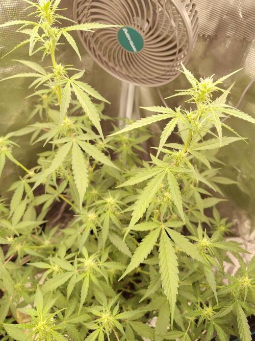 White Diesel Haze Automatic. Week 5