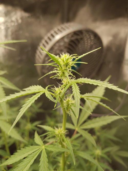 White Diesel Haze Automatic. Week 5