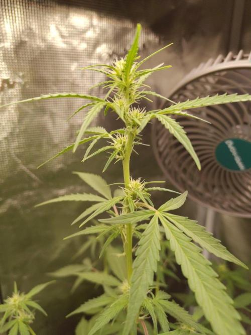 White Diesel Haze Automatic. Week 5