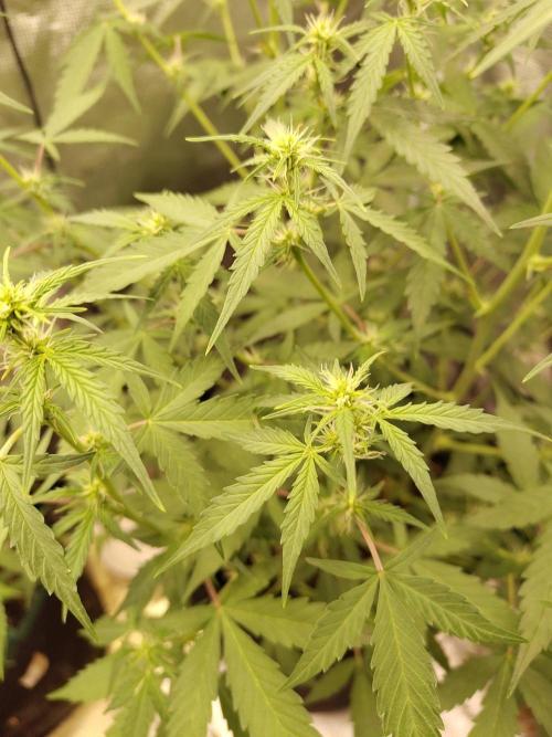 White Diesel Haze Automatic. Week 5