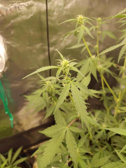 White Diesel Haze Automatic. Week 5