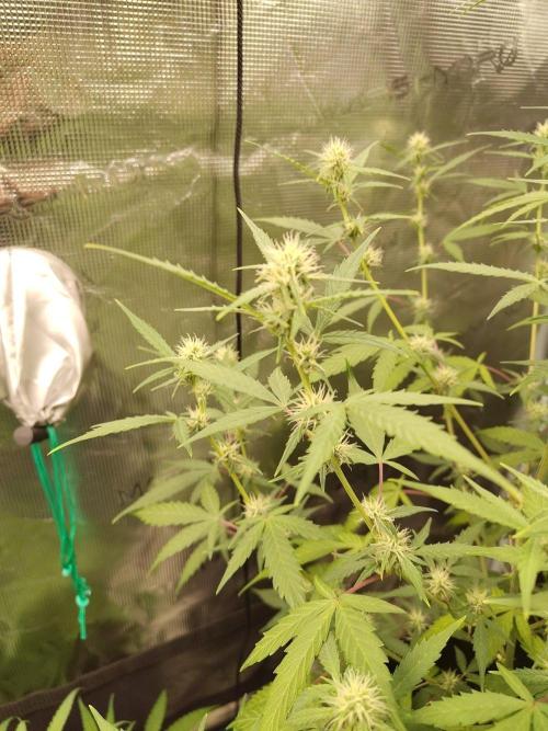 White Diesel Haze Automatic. Week 6