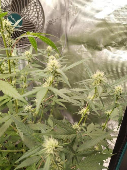 White Diesel Haze Automatic. Week 6