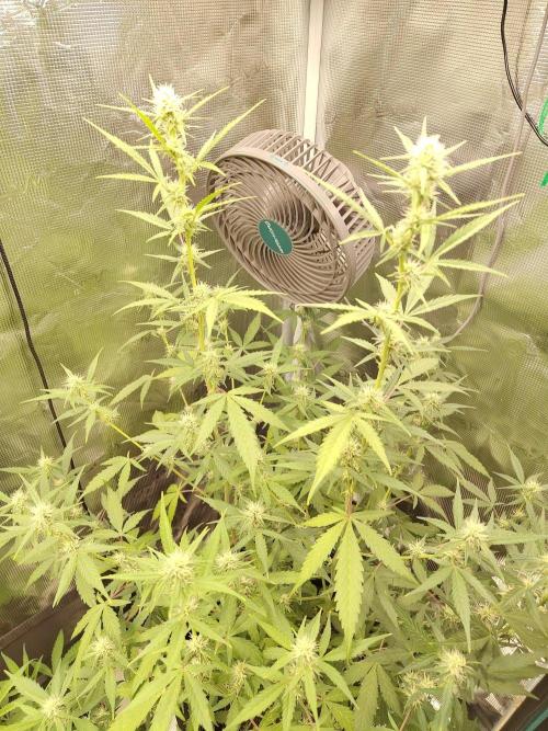 White Diesel Haze Automatic. Week 6