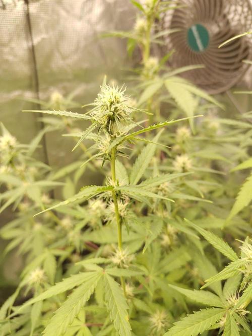 White Diesel Haze Automatic. Week 6