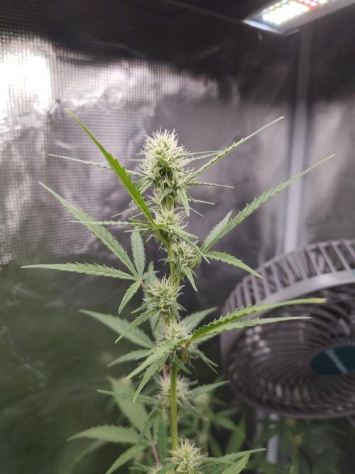 White Diesel Haze Automatic. Week 6