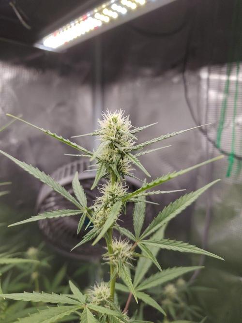 White Diesel Haze Automatic. Week 6