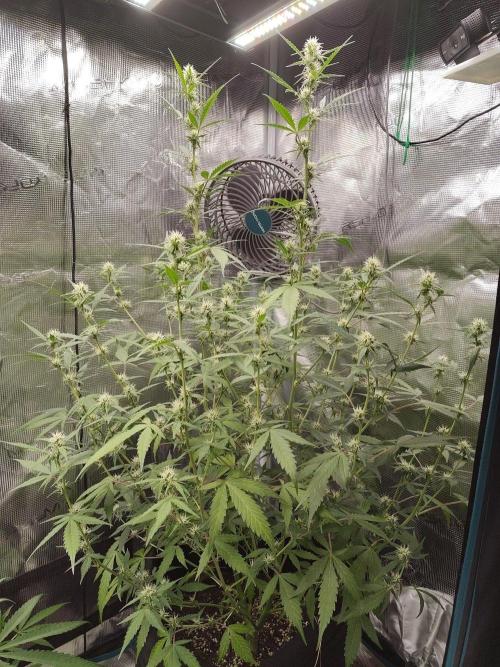 White Diesel Haze Automatic. Week 6