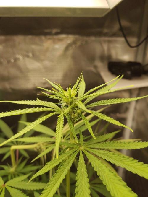Choclate Rainbow XXL - Sensi Seeds. Week 7