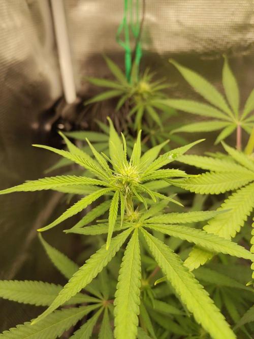 Choclate Rainbow XXL - Sensi Seeds. Week 7