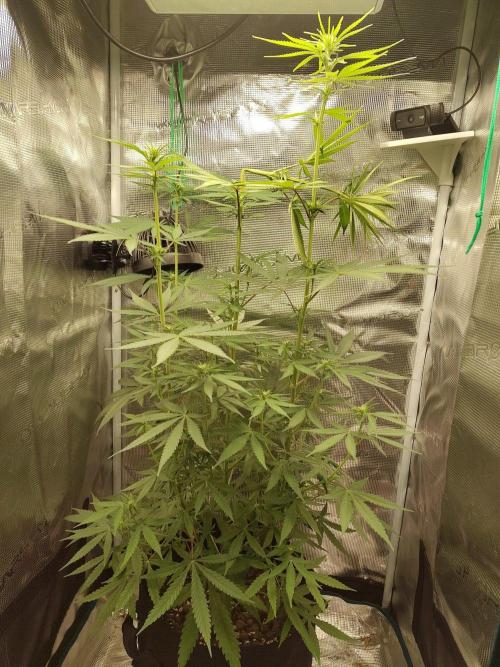 Choclate Rainbow XXL - Sensi Seeds. Week 7