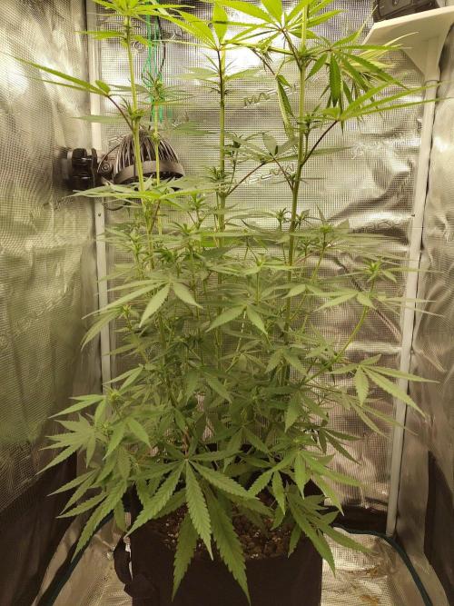 Choclate Rainbow XXL - Sensi Seeds. Week 7