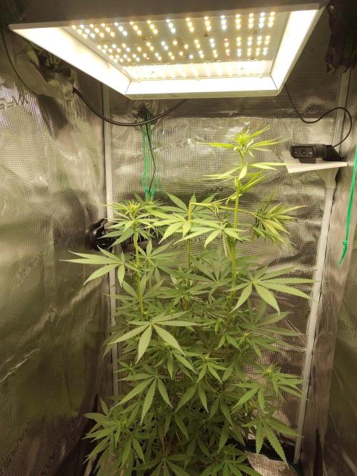 Choclate Rainbow XXL - Sensi Seeds. Week 7