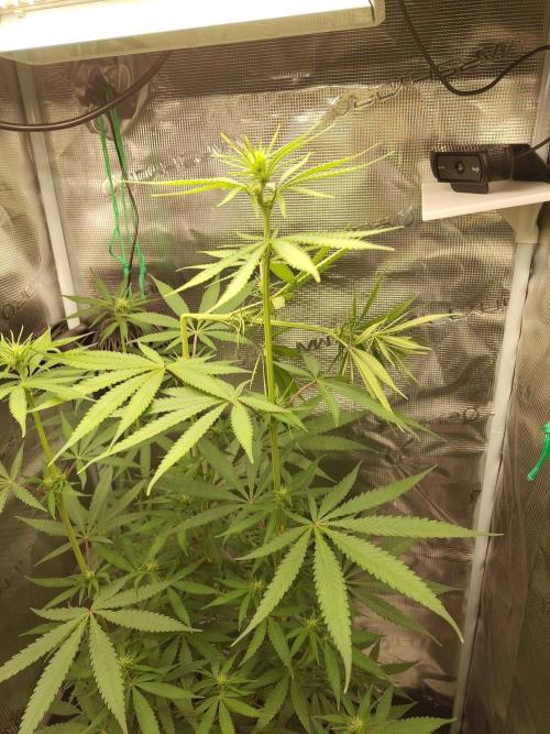 Choclate Rainbow XXL - Sensi Seeds. Week 7