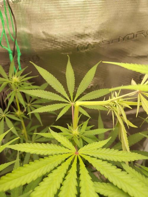 Choclate Rainbow XXL - Sensi Seeds. Week 7