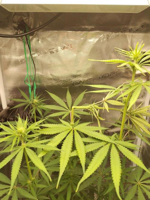 Choclate Rainbow XXL - Sensi Seeds. Week 7
