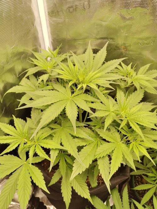 Sensi Seeds - Sticky Orange XXL Auto. Week 3