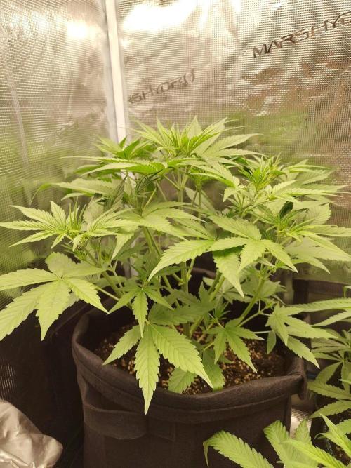 Sticky Orange XXL Auto. Week 3