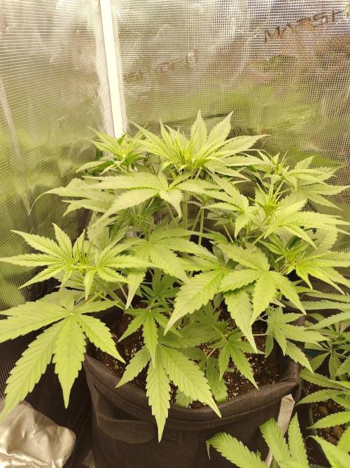 Sensi Seeds - Sticky Orange XXL Auto. Week 3