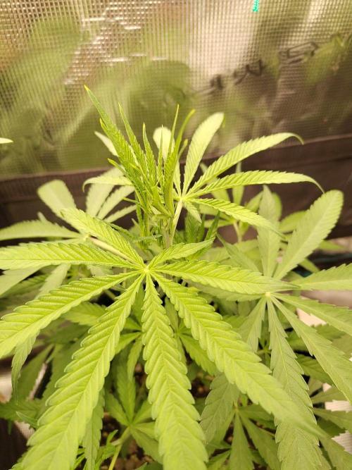 Choclate Rainbow XXL cutlings. Week 4