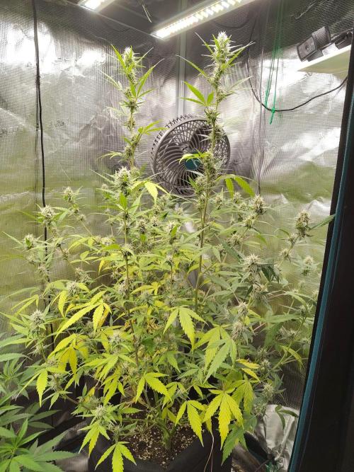White Diesel Haze Automatic. Week 7