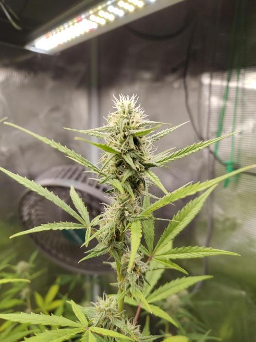 White Diesel Haze Automatic. Week 7