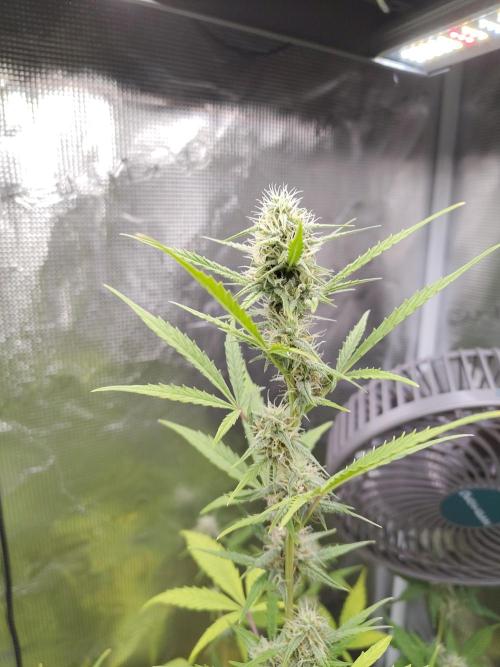 White Diesel Haze Automatic. Week 7
