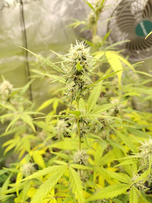 White Diesel Haze Automatic. Week 7