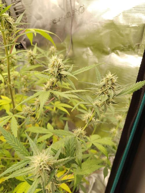 White Diesel Haze Automatic. Week 7