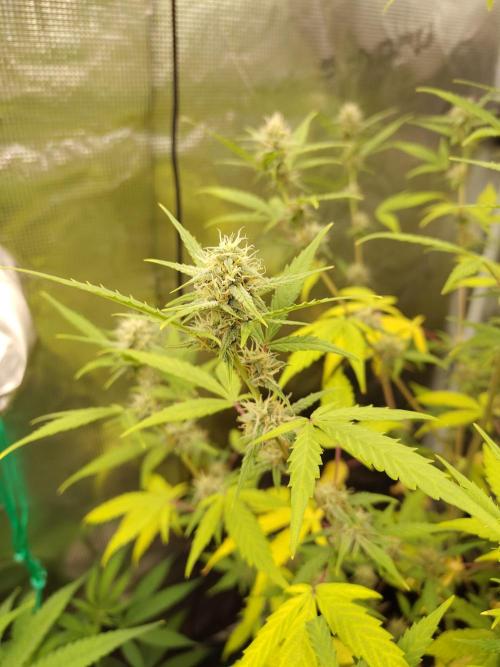 White Diesel Haze Automatic. Week 7
