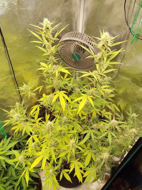 White Diesel Haze Automatic. Week 7