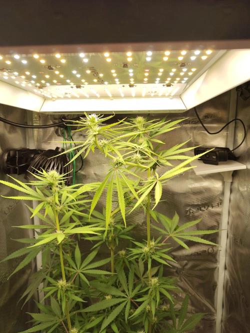 Choclate Rainbow XXL - Sensi Seeds. Week 8