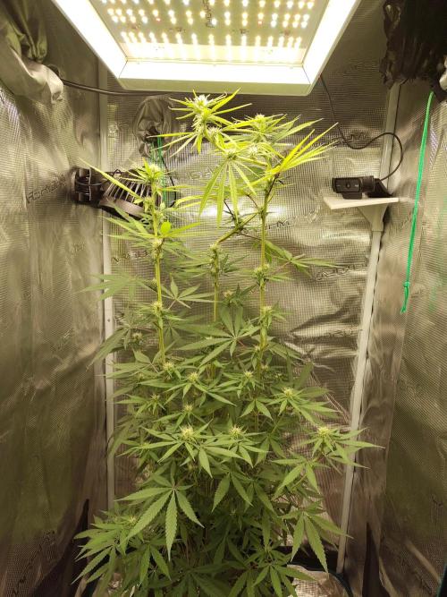 Choclate Rainbow XXL - Sensi Seeds. Week 8