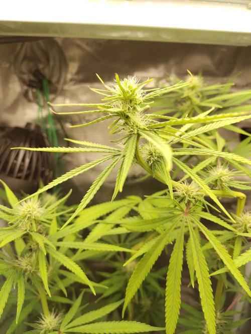 Choclate Rainbow XXL - Sensi Seeds. Week 8