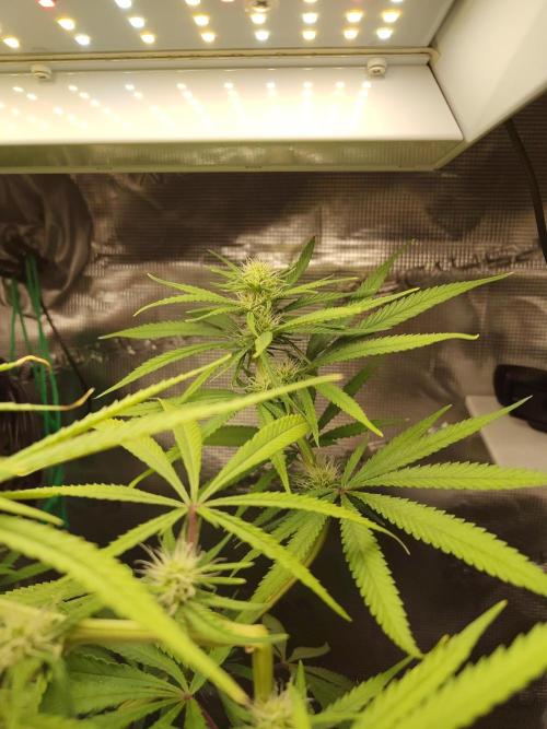 Choclate Rainbow XXL - Sensi Seeds. Week 8
