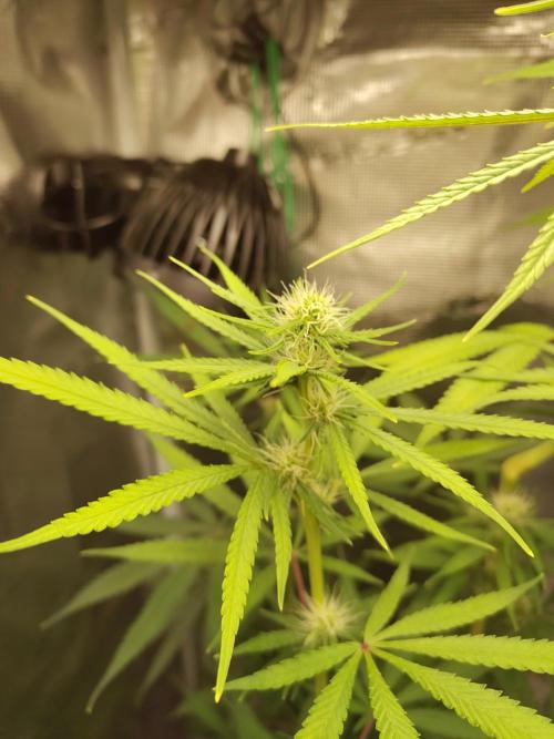 Choclate Rainbow XXL - Sensi Seeds. Week 8